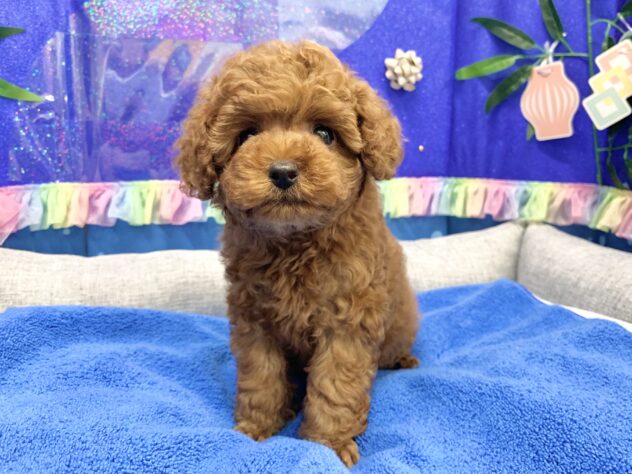 広島県のトイプードル(トイ) (アミーゴ宇品店/2026年4月29日生まれ/女の子/レッドフォーン)の子犬の2枚目の画像
