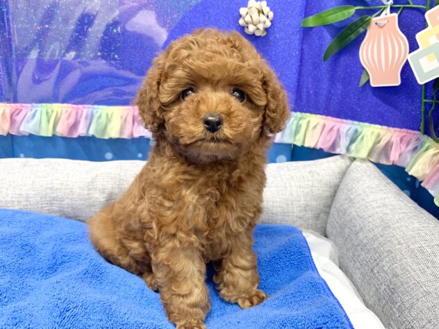 広島県のトイプードル(トイ) (アミーゴ宇品店/2026年4月29日生まれ/女の子/レッドフォーン)の子犬の3枚目の画像