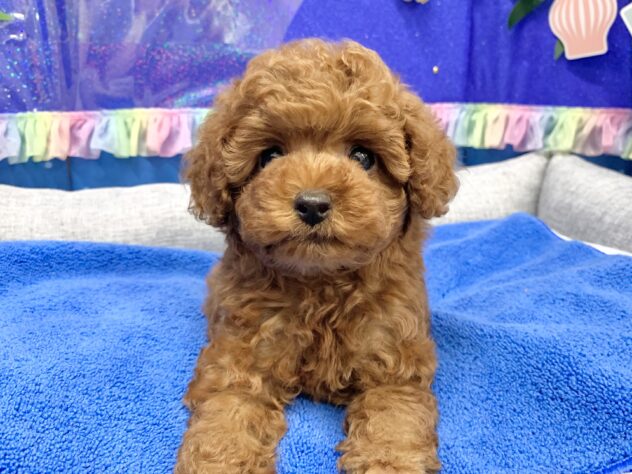 広島県のトイプードル(トイ) (アミーゴ宇品店/2026年4月29日生まれ/女の子/レッドフォーン)の子犬の1枚目の画像