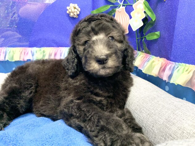 広島県のスタンダードプードル (アミーゴ宇品店/2026年4月30日生まれ/女の子/グレー)の子犬の3枚目の画像