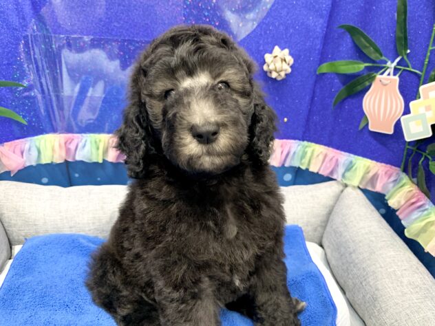 広島県のスタンダードプードル (アミーゴ宇品店/2026年4月30日生まれ/女の子/グレー)の子犬の2枚目の画像