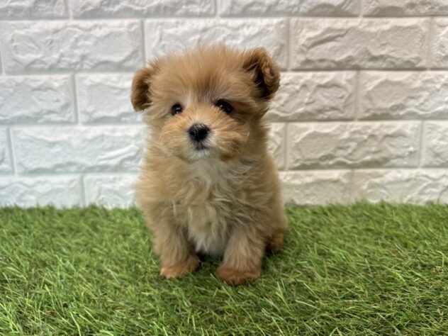 新潟県のハーフ犬・ミックス犬 (アミーゴ新潟小新店/2026年3月21日生まれ/女の子/オレンジ)の子犬の1枚目の画像