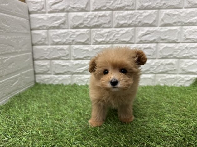 新潟県のハーフ犬・ミックス犬 (アミーゴ新潟小新店/2026年3月21日生まれ/女の子/オレンジ)の子犬の3枚目の画像