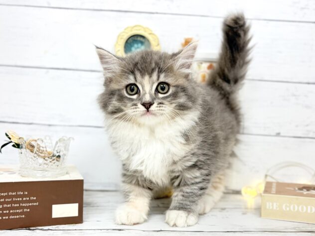 香川県のラガマフィン (ワンキャラット アミーゴ屋島店/2026年4月10日生まれ/女の子/ブルー)の子猫