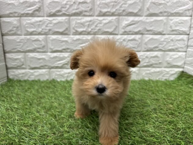 新潟県のハーフ犬・ミックス犬 (アミーゴ新潟小新店/2026年3月21日生まれ/女の子/オレンジ)の子犬の2枚目の画像