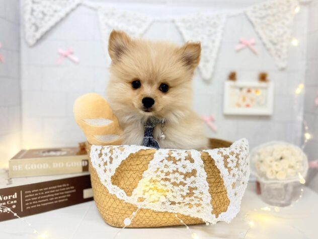香川県のポメラニアン (ワンキャラット アミーゴ屋島店/2026年4月16日生まれ/男の子/クリーム)の子犬の2枚目の画像