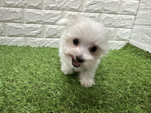 新潟県のマルチーズ (アミーゴ新潟小新店/2026年3月30日生まれ/男の子/ホワイト)の子犬の2枚目の画像