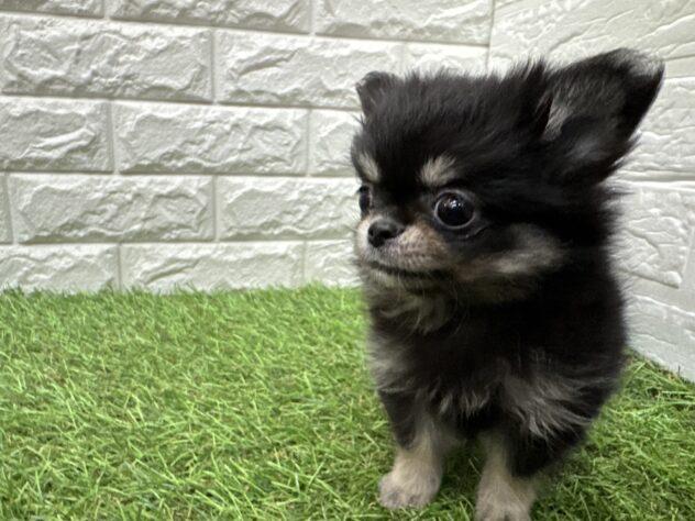 新潟県のハーフ犬・ミックス犬 (アミーゴ新潟小新店/2026年3月30日生まれ/女の子/ブラックタンホワイト)の子犬の4枚目の画像