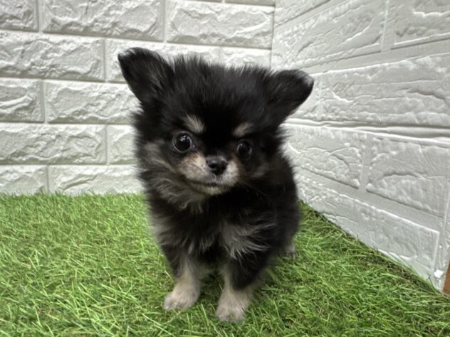 新潟県のハーフ犬・ミックス犬 (アミーゴ新潟小新店/2026年3月30日生まれ/女の子/ブラックタンホワイト)の子犬の1枚目の画像
