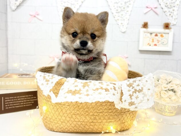 香川県のハーフ犬・ミックス犬 (ワンキャラット アミーゴ屋島店/2026年4月25日生まれ/女の子/赤)の子犬の3枚目の画像