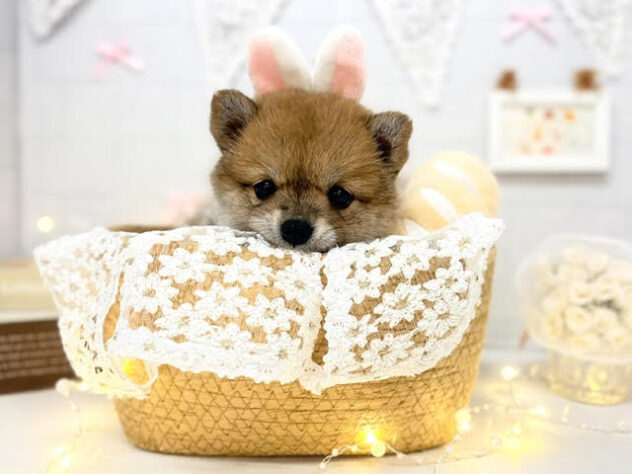 香川県のハーフ犬・ミックス犬 (ワンキャラット アミーゴ屋島店/2026年4月25日生まれ/女の子/赤)の子犬の4枚目の画像