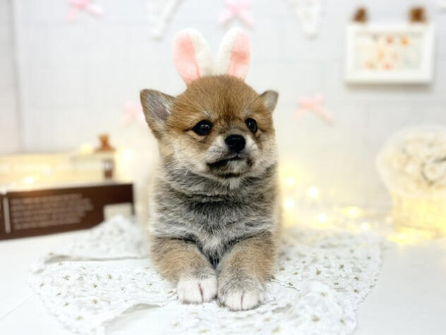 香川県のハーフ犬・ミックス犬 (ワンキャラット アミーゴ屋島店/2026年4月25日生まれ/女の子/赤)の子犬の2枚目の画像