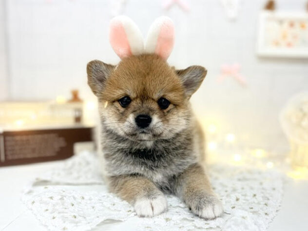 香川県のハーフ犬・ミックス犬 (ワンキャラット アミーゴ屋島店/2026年4月25日生まれ/女の子/赤)の子犬の1枚目の画像