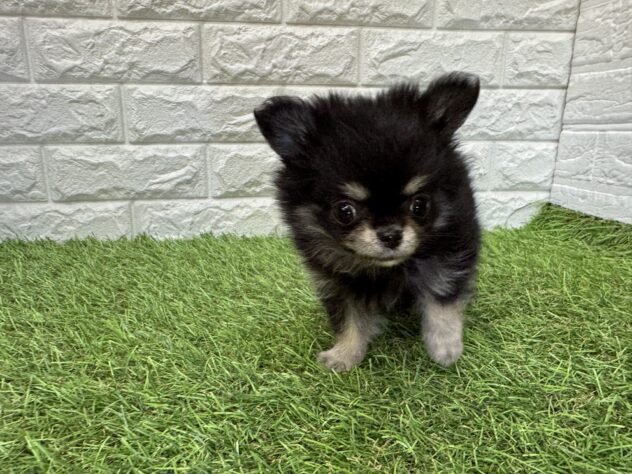 新潟県のハーフ犬・ミックス犬 (アミーゴ新潟小新店/2026年3月30日生まれ/女の子/ブラックタンホワイト)の子犬の3枚目の画像