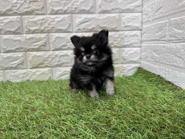 新潟県のハーフ犬・ミックス犬 (アミーゴ新潟小新店/2026年3月30日生まれ/女の子/ブラックタンホワイト)の子犬の2枚目の画像