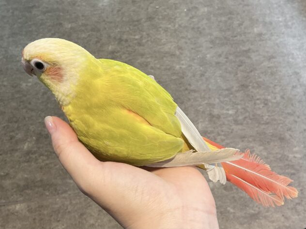 ホオミドリウロコインコ ダイリュート | ペットワールド アミーゴ