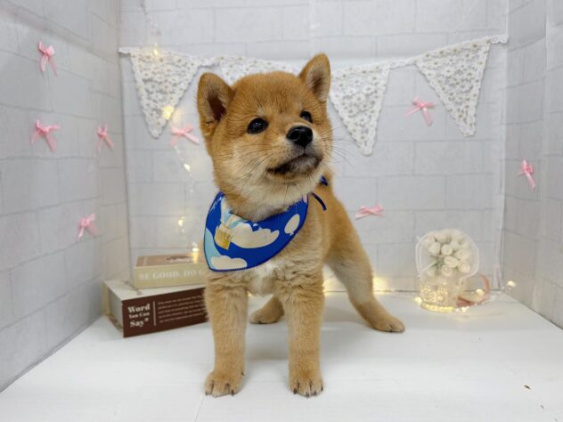 香川県の豆柴 (ワンキャラット アミーゴ屋島店/2026年5月31日生まれ/男の子/赤)の子犬の3枚目の画像