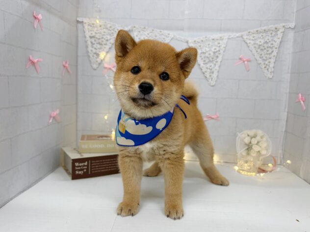 香川県の豆柴 (ワンキャラット アミーゴ屋島店/2026年5月31日生まれ/男の子/赤)の子犬の2枚目の画像