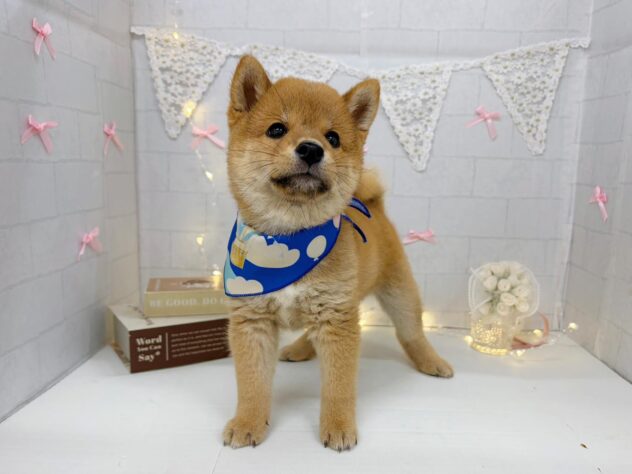 香川県の豆柴 (ワンキャラット アミーゴ屋島店/2026年5月31日生まれ/男の子/赤)の子犬の1枚目の画像