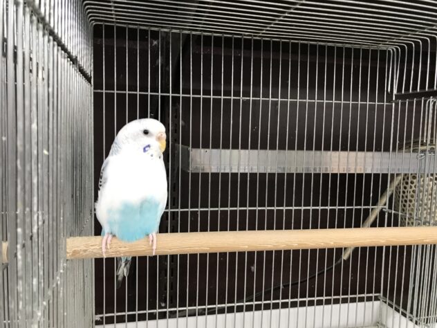 セキセイインコ(若親) | ペットワールド アミーゴ