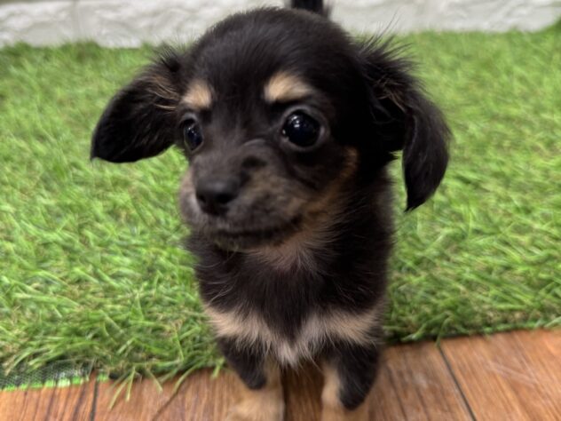 新潟県のハーフ犬・ミックス犬 (アミーゴ新潟小新店/2026年4月6日生まれ/女の子/ブラックタンホワイト)の子犬の2枚目の画像