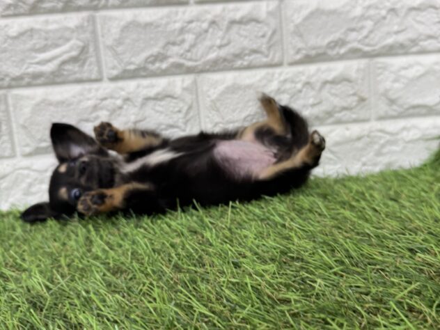 新潟県のハーフ犬・ミックス犬 (アミーゴ新潟小新店/2026年4月6日生まれ/女の子/ブラックタンホワイト)の子犬の3枚目の画像