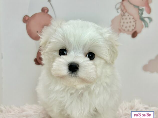 広島県のマルチーズ (アミーゴ温品店/2026年4月1日生まれ/女の子/ホワイト)の子犬