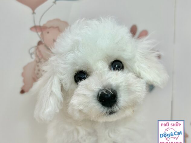 広島県のビションフリーゼ (アミーゴ温品店/2026年3月11日生まれ/男の子/ホワイト)の子犬