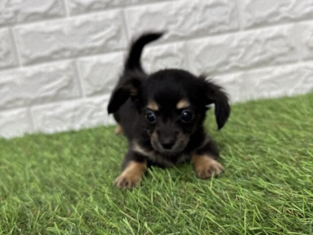 新潟県のハーフ犬・ミックス犬 (アミーゴ新潟小新店/2026年4月6日生まれ/女の子/ブラックタンホワイト)の子犬の4枚目の画像