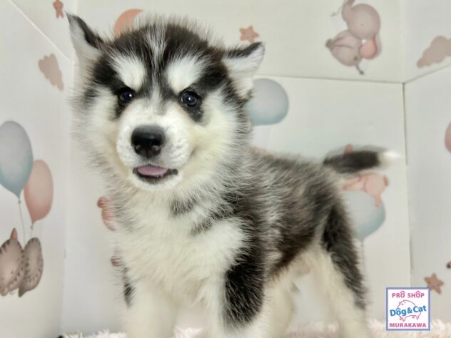 広島県のシベリアンハスキー (アミーゴ温品店/2026年4月8日生まれ/女の子/ブラックホワイト)の子犬の1枚目の画像