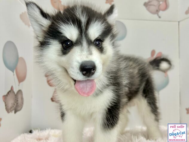 広島県のシベリアンハスキー (アミーゴ温品店/2026年4月8日生まれ/女の子/ブラックホワイト)の子犬の2枚目の画像