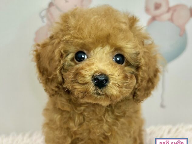 広島県のトイプードル(トイ) (アミーゴ温品店/2026年4月2日生まれ/男の子/レッドフォーン)の子犬の2枚目の画像