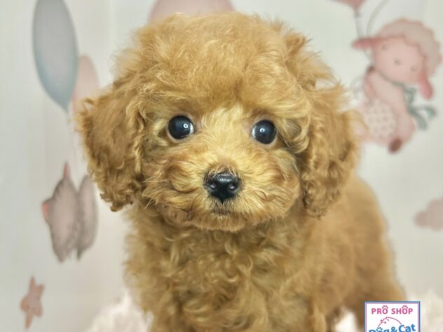 広島県のトイプードル(トイ) (アミーゴ温品店/2026年4月2日生まれ/男の子/レッドフォーン)の子犬の1枚目の画像