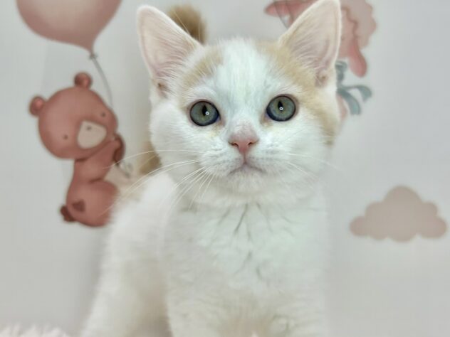 広島県のスコティッシュフォールド (アミーゴ温品店/2026年4月9日生まれ/男の子/クリームタビーホワイト)の子猫の1枚目の画像
