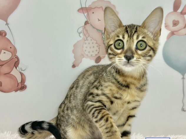 広島県のベンガル (アミーゴ温品店/2026年3月15日生まれ/女の子/ブラウンスポットタビー)の子猫の1枚目の画像