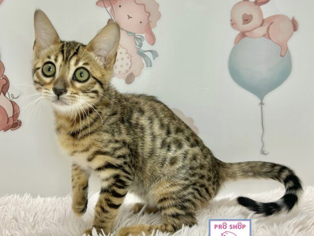 広島県のベンガル (アミーゴ温品店/2026年3月15日生まれ/女の子/ブラウンスポットタビー)の子猫の2枚目の画像