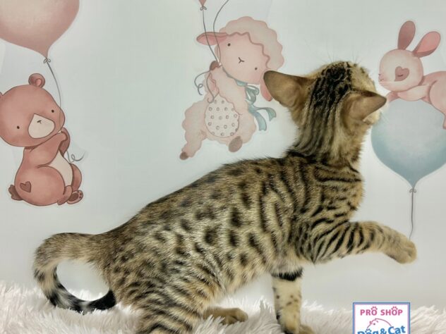 広島県のベンガル (アミーゴ温品店/2026年3月15日生まれ/女の子/ブラウンスポットタビー)の子猫の3枚目の画像