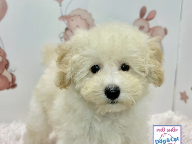 広島県のトイプードル(トイ) (アミーゴ温品店/2026年3月22日生まれ/女の子/ペールフォーン)の子犬