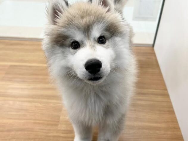 徳島県のシベリアンハスキー (アミーゴ徳島店/2026年2月16日生まれ/男の子/シルバーホワイト)の子犬の2枚目の画像