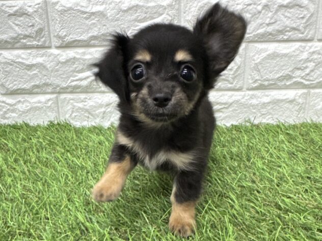 新潟県のハーフ犬・ミックス犬 (アミーゴ新潟小新店/2026年4月6日生まれ/女の子/ブラックタンホワイト)の子犬の1枚目の画像