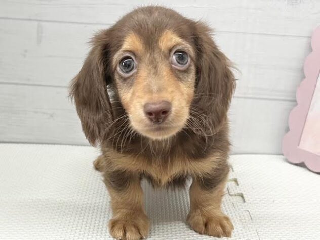 徳島県のミニチュアダックスフンド(ロング) (アミーゴ徳島店/2026年4月11日生まれ/男の子/チョコレートタン)の子犬の1枚目の画像
