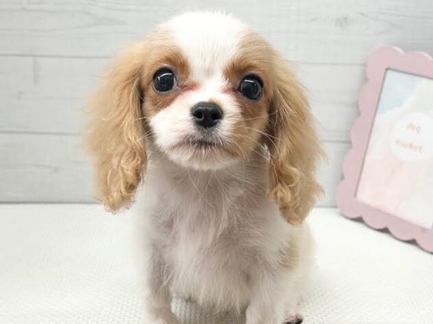 徳島県のハーフ犬・ミックス犬 (アミーゴ徳島店/2026年3月18日生まれ/男の子/ブレンハイム)の子犬の1枚目の画像