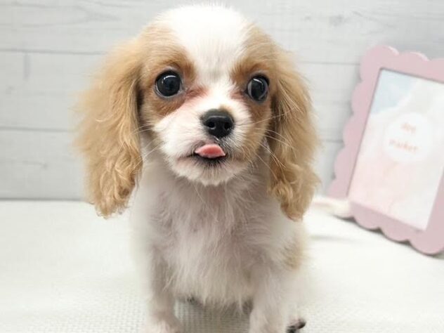 徳島県のハーフ犬・ミックス犬 (アミーゴ徳島店/2026年3月18日生まれ/男の子/ブレンハイム)の子犬の2枚目の画像
