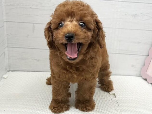 徳島県のトイプードル(トイ) (アミーゴ徳島店/2026年4月17日生まれ/男の子/レッドフォーン)の子犬の2枚目の画像