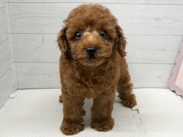 徳島県のトイプードル(トイ) (アミーゴ徳島店/2026年4月17日生まれ/男の子/レッドフォーン)の子犬