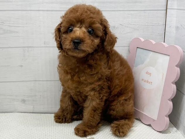 徳島県のトイプードル(トイ) (アミーゴ徳島店/2026年4月17日生まれ/男の子/レッドフォーン)の子犬の3枚目の画像