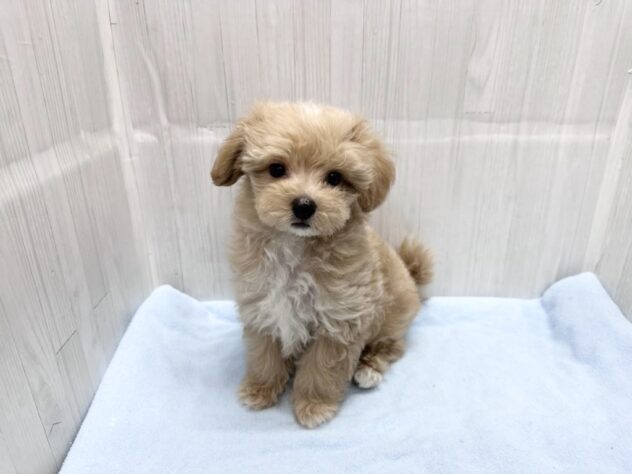 徳島県のハーフ犬・ミックス犬 (アミーゴ北島店/2026年4月1日生まれ/男の子/アプリコット)の子犬の3枚目の画像