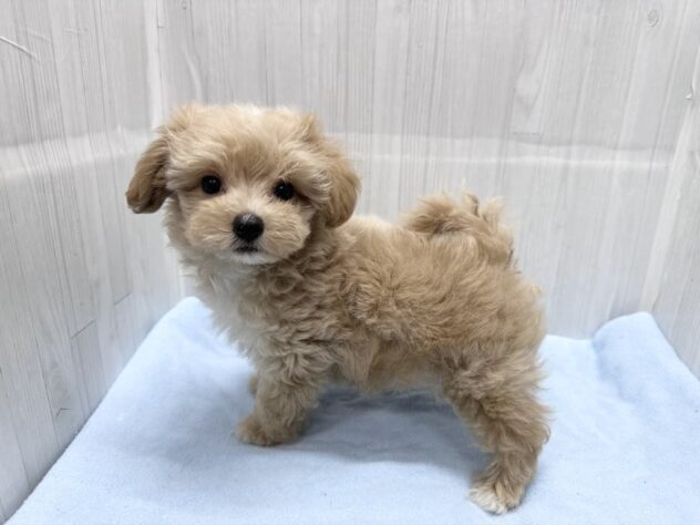 徳島県のハーフ犬・ミックス犬 (アミーゴ北島店/2026年4月1日生まれ/男の子/アプリコット)の子犬の4枚目の画像