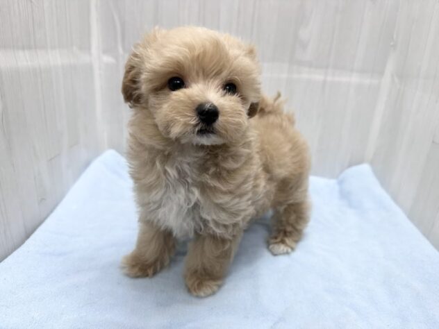 徳島県のハーフ犬・ミックス犬 (アミーゴ北島店/2026年4月1日生まれ/男の子/アプリコット)の子犬の4枚目の画像