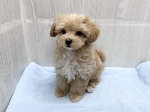 徳島県のハーフ犬・ミックス犬 (アミーゴ北島店/2026年4月1日生まれ/男の子/アプリコット)の子犬の3枚目の画像